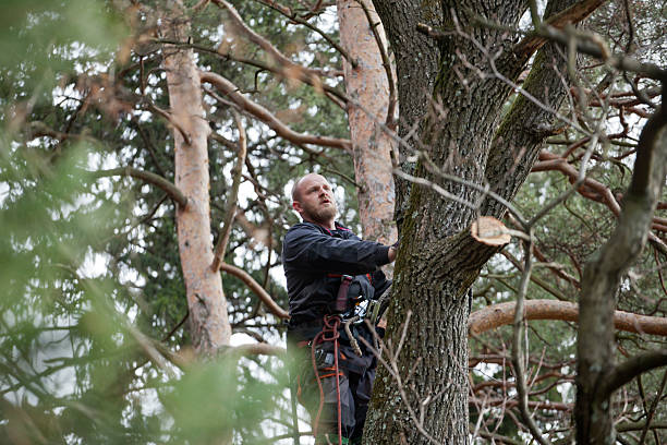 Best Hazardous Tree Removal  in USA